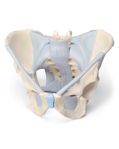 Male pelvis with ligaments, 2-parts